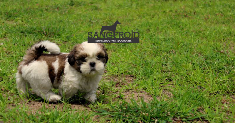 Image of Shih Tzu posted on 2022-08-22 04:07:05 from Mumbai